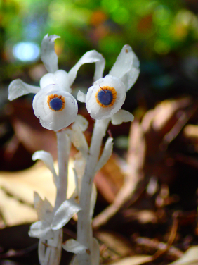 水晶蘭（Monotropastrum humile）是已知可透過無脊椎動物體內種子散布的代表性森林地表植物之一。其淡色花朵從陰暗的森林地表冒出，也反映這類植物與無脊椎動物之間的互動不易察覺，因而長期受到忽視。圖片來源：末次健司。